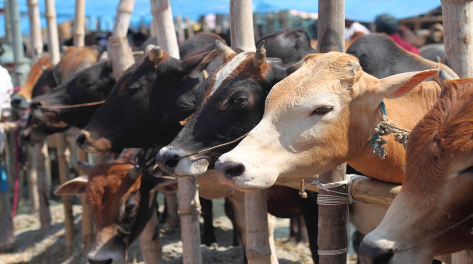 பக்ரீத் நாளிலும் பசு, கன்று வெட்ட தடை: சென்னை உயர்நீதிமன்றம் முக்கிய உத்தரவு